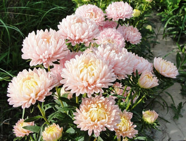30 MIXED PAEONY ASTER Callistephus Peony Red Pink White Blue Purple Yellow Coral Apricot French Flower Seeds